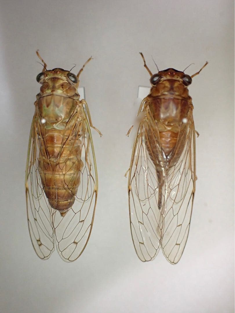 ダイトウヒメハルゼミ ペア 標本