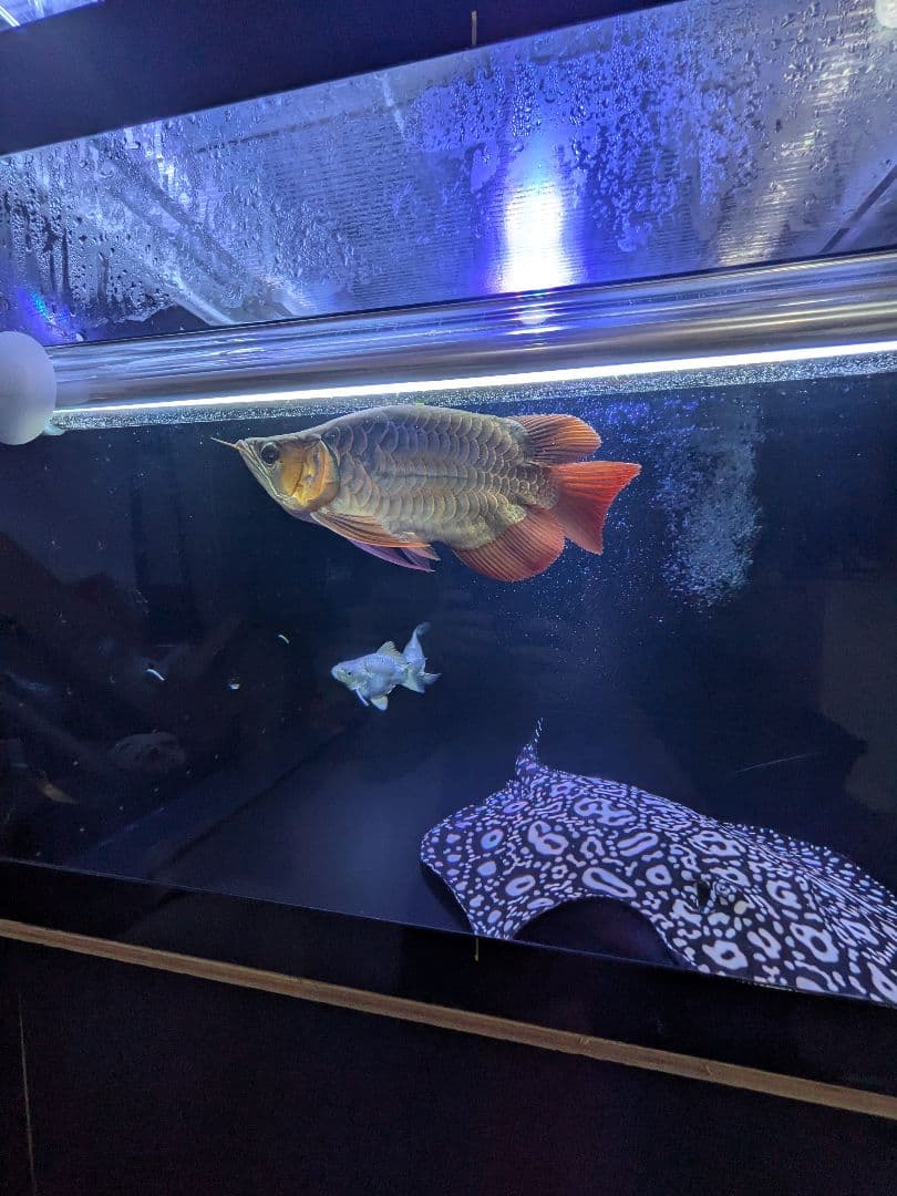 希少 水中蛍光灯 30w アロカフェ製 テンニング 色あげ アロワナ　日生