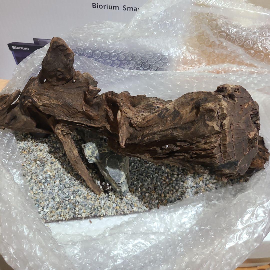 Biorium専用 レイアウトベース 太流木セット