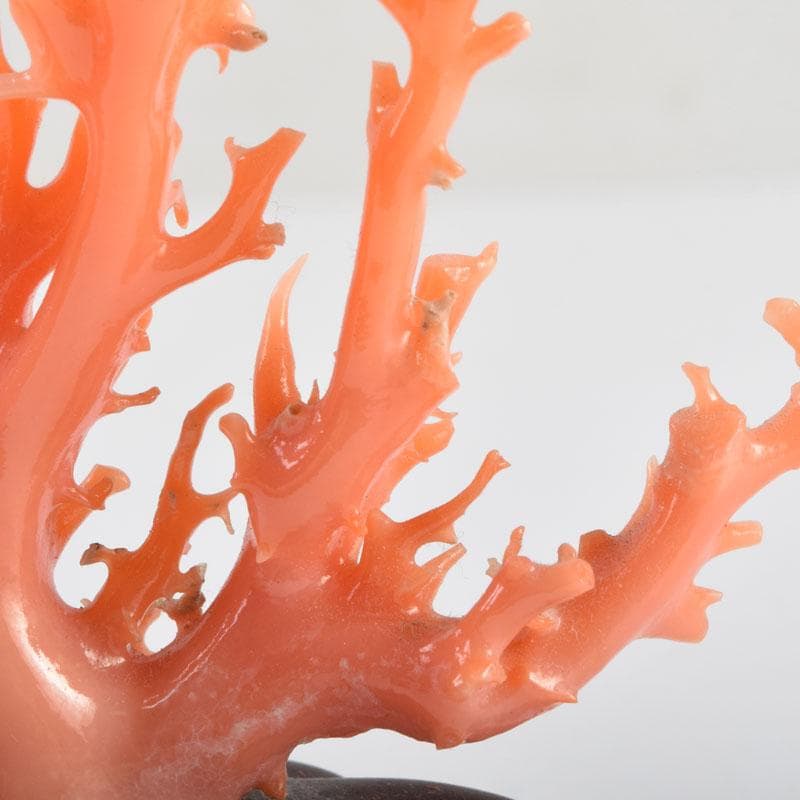 中国　赤珊瑚　サンゴ　置物　唐木台・ケース付　V　9075