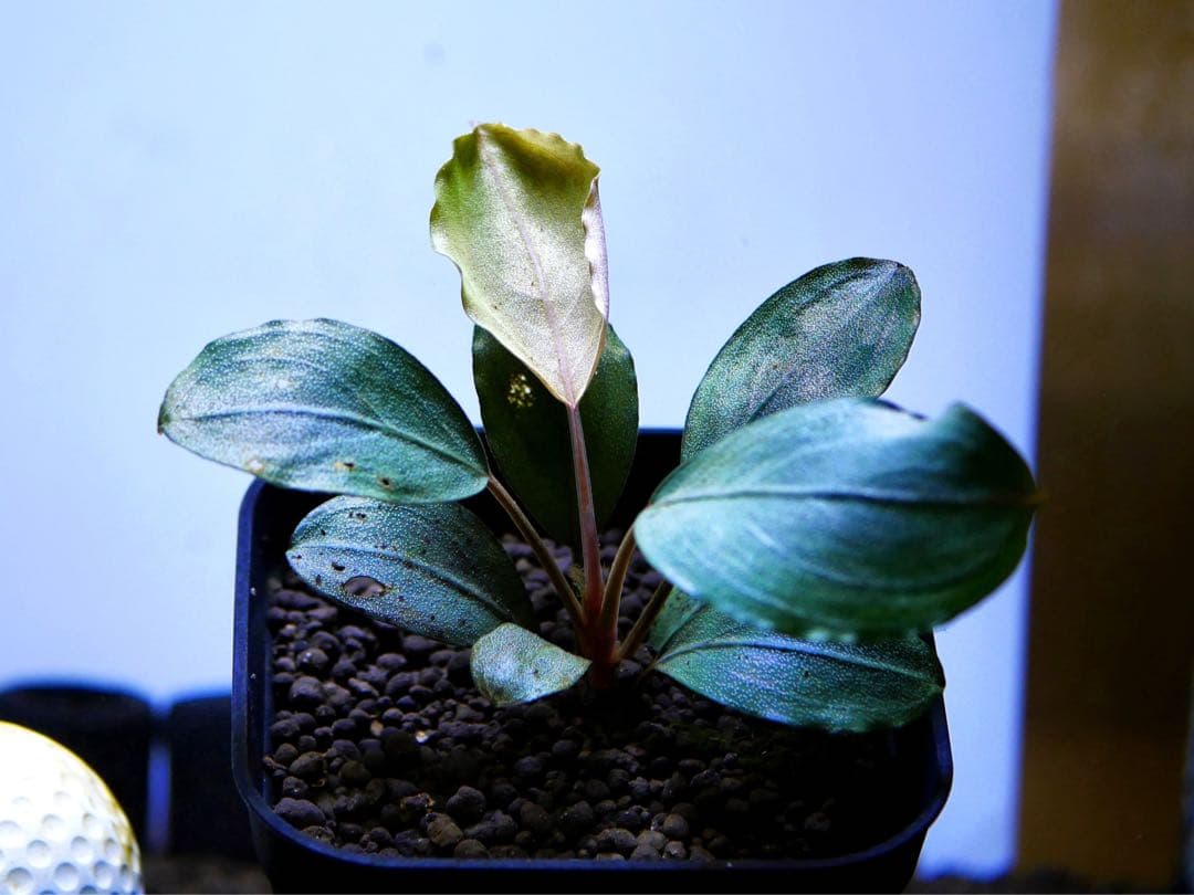 《激美＆レア》ブセファランドラ『Pandora Variant』【完全水中葉】