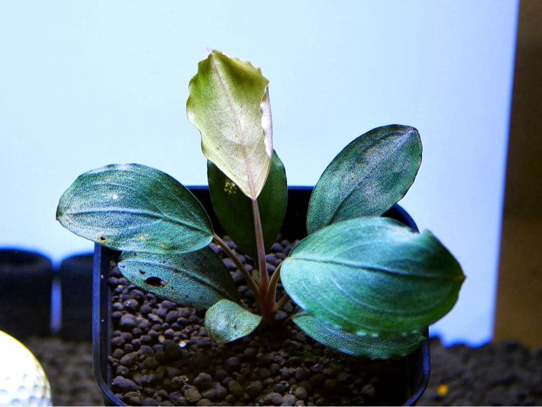 《激美＆レア》ブセファランドラ『Pandora Variant』【完全水中葉】