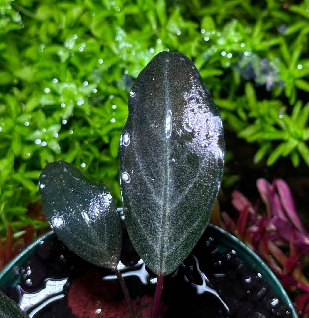 Bucephalandra sp.”Dark gray“【TB便】