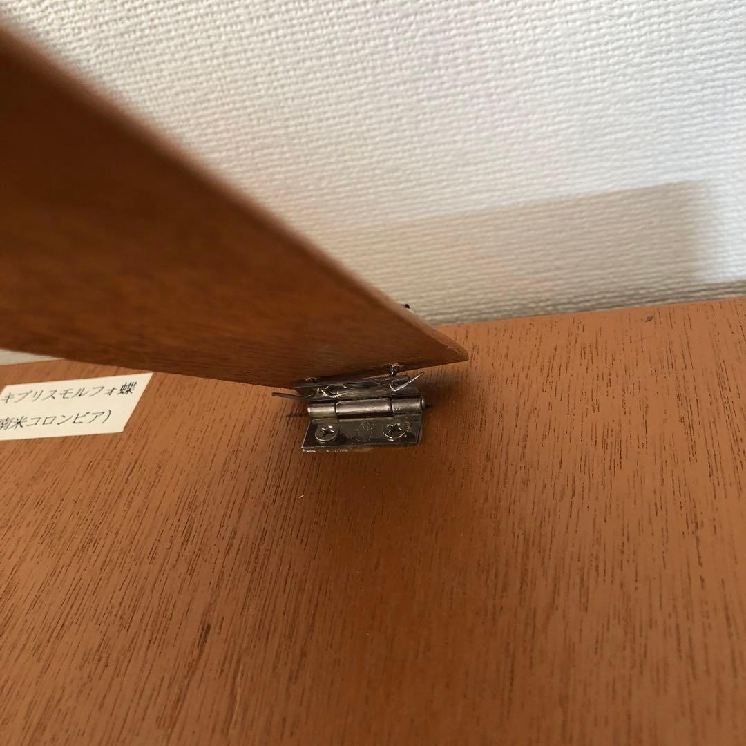 サ*ヤ様 キプリスモルフォ蝶 コロンビア 標本 額縁入り