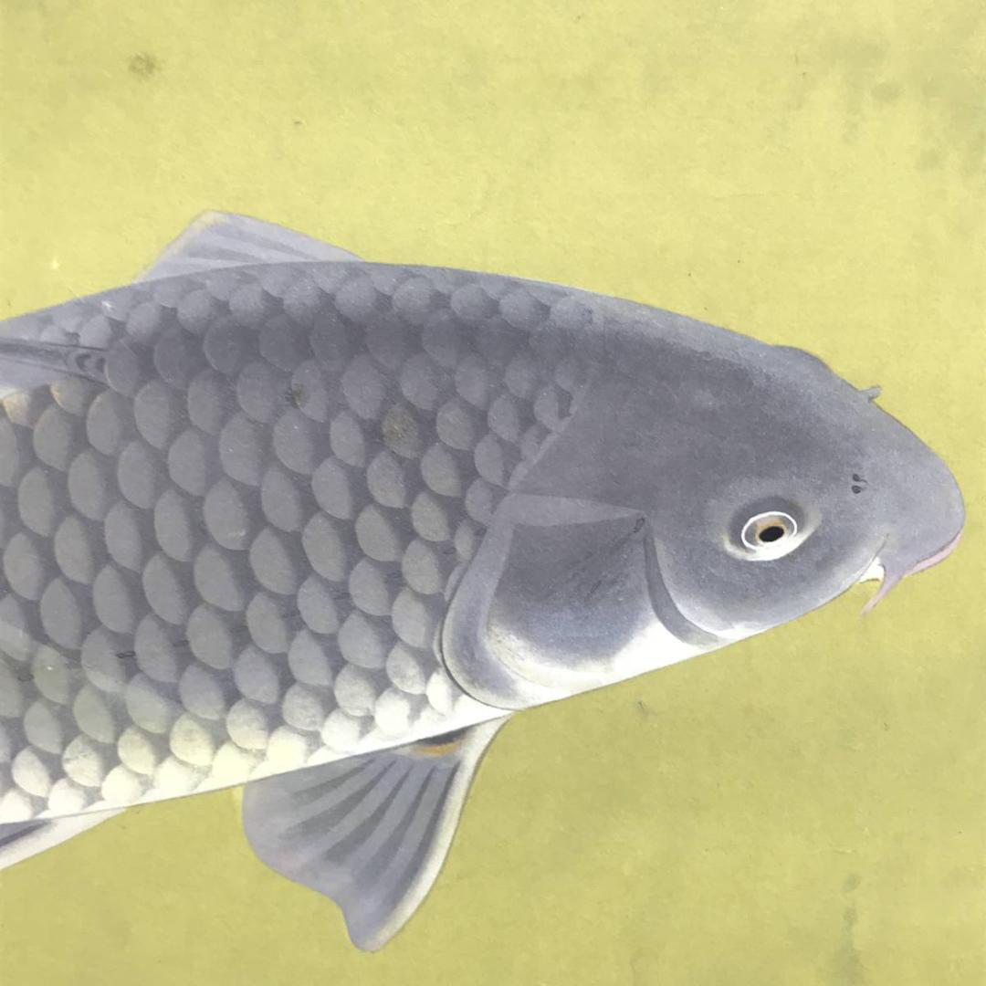 【真作】田之口青晃/鯉図/遊鯉図/コイ図/横物/掛軸/名家伝来/AD-728