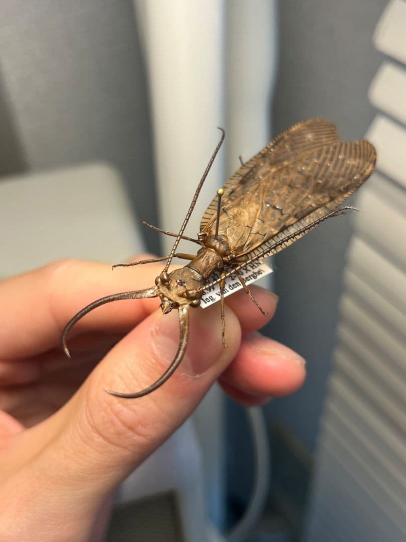 オオアゴヘビトンボ 産 奇蟲 タランチュラ ムカデ 標本 昆虫標本