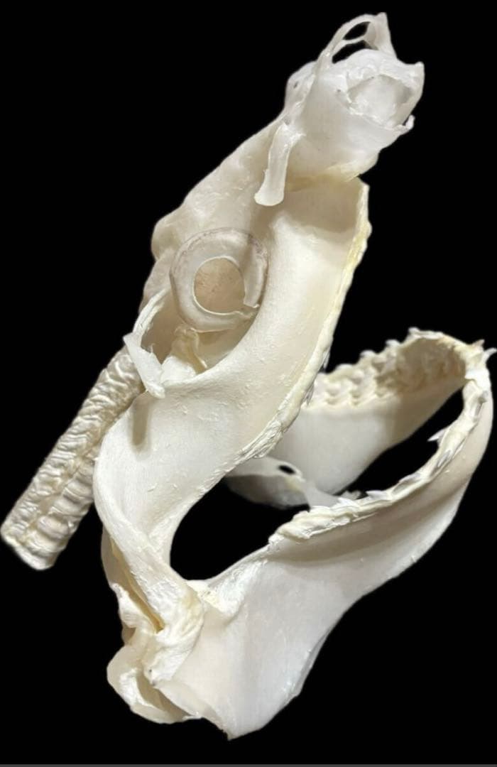 タイガーシャーク頭骨標本