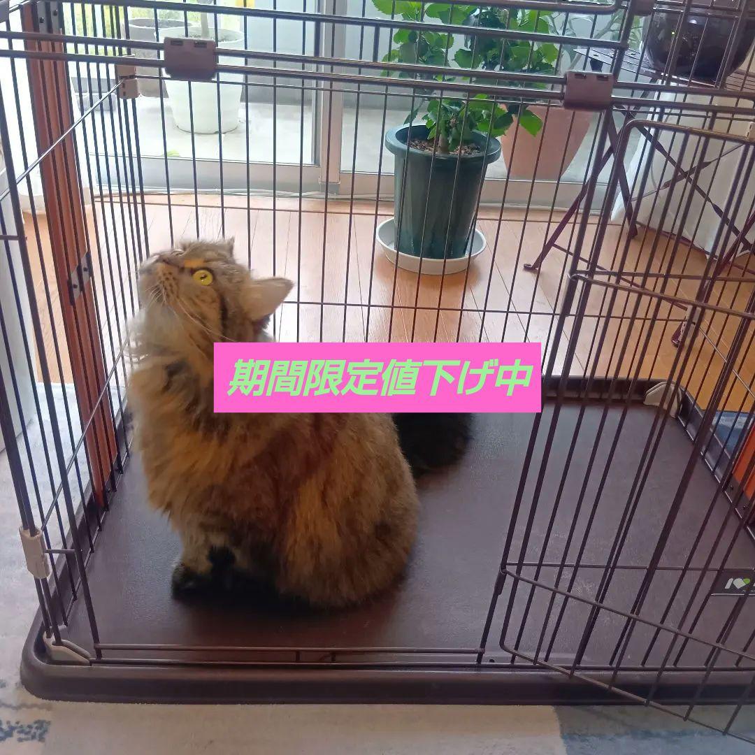 ボンビアルコン　ウッドワンサークルキャット2段