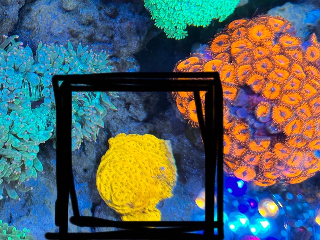 とーい出品ページ