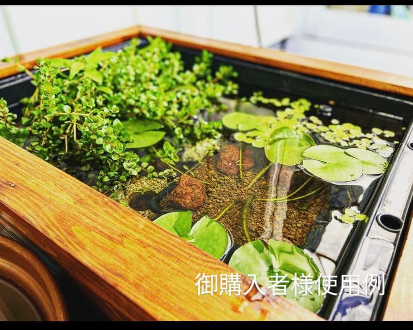 40㍑タイプ　ビオトープ　メダカ・金魚　他　飼育セット　木枠カバー　　トロ舟付