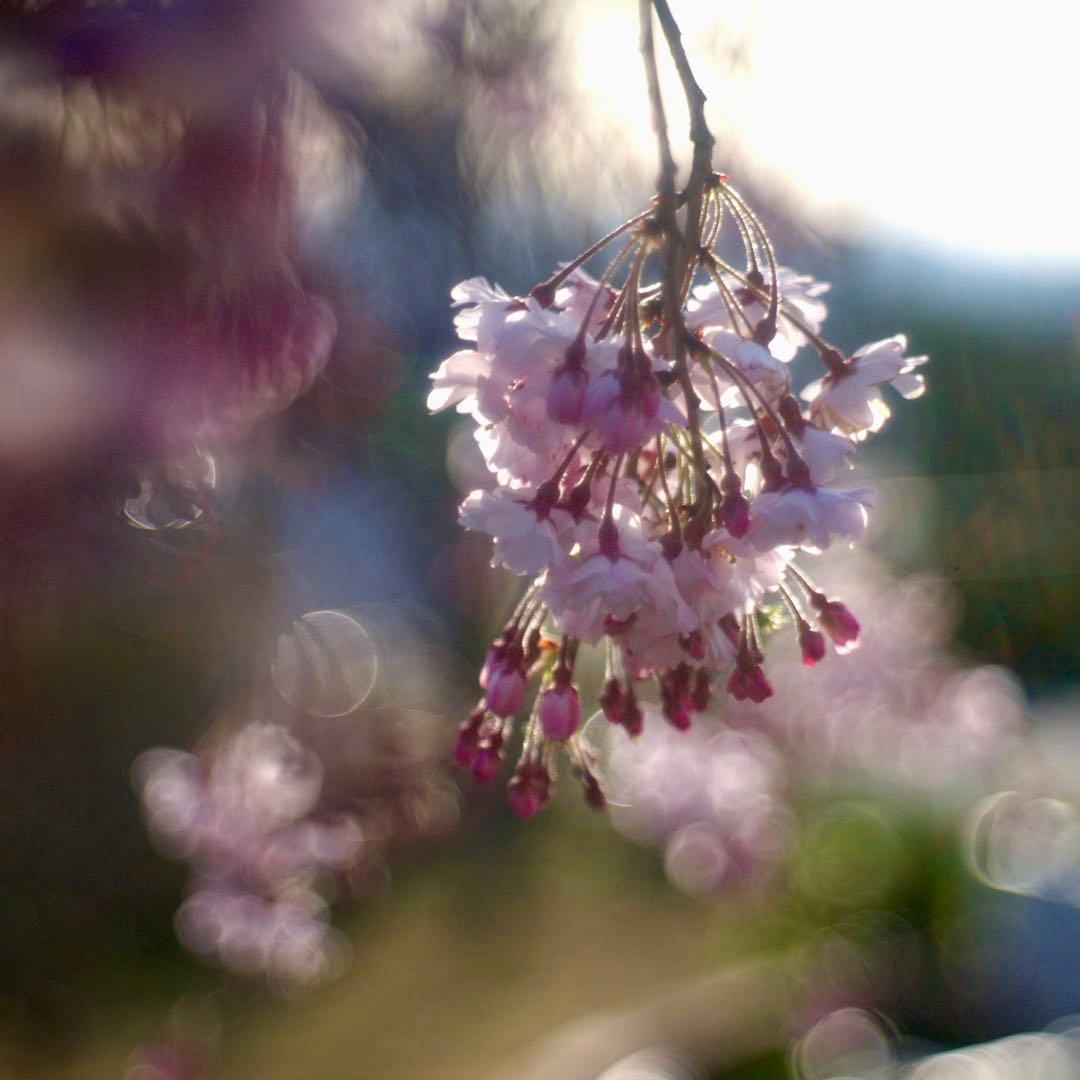 銘・改造レンズ・ドイツ製Steinheil Cassar 75mm 2.8