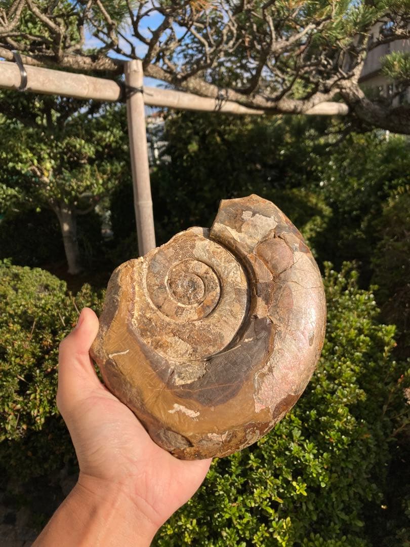 北海道　中川　大きな虹色ハウエリセラス　化石　恐竜