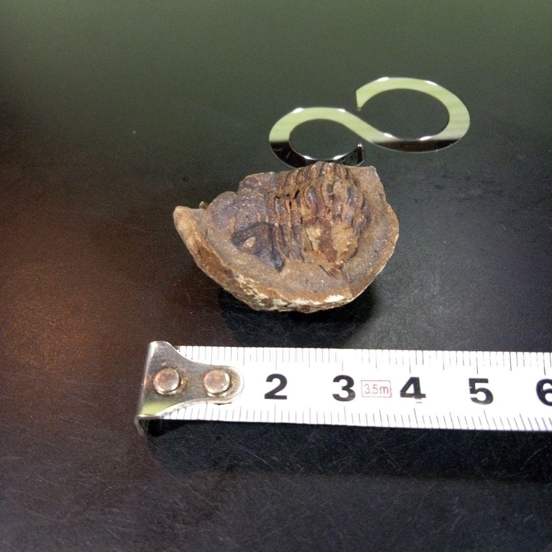 三葉虫　化石　fossil　ボリビア産　trilobite　三葉虫判別➁