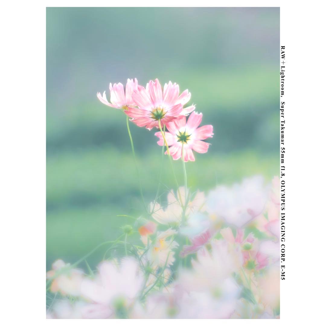 【整備済】Super Takumar 55㎜ f1.8 後期型 タクマー M42