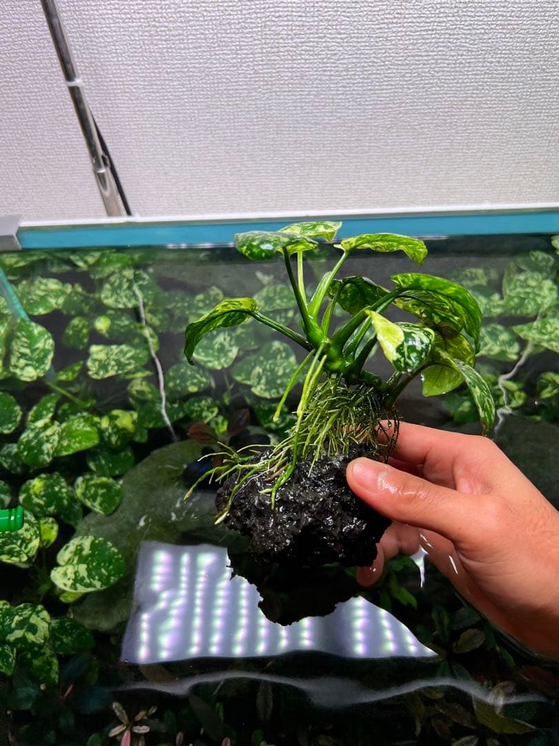 アヌビアスナナ　斑入りキング Anubias Variegated King