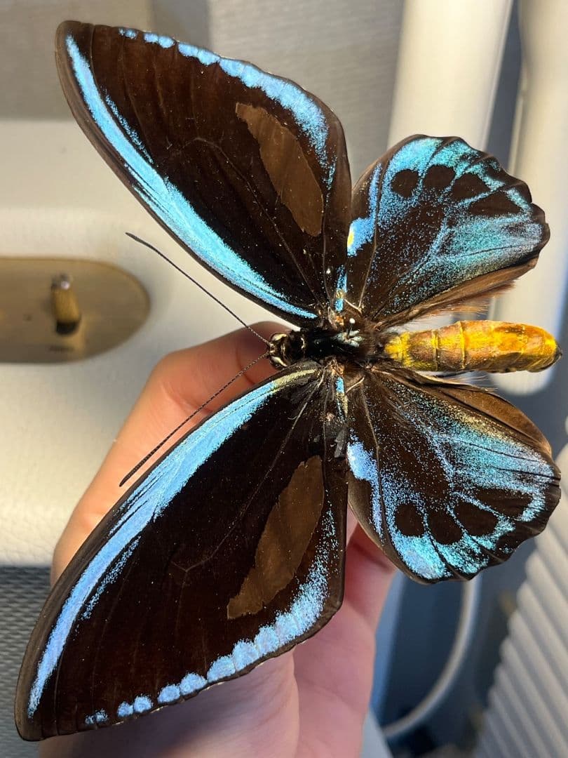 アオメガネトリバネアゲハ 外国産蝶標本 モルフォ 蝶 標本 野外採集品 蝶の標本