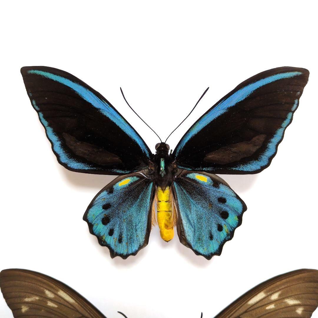 蝶標本　ヒメアオメガネトリバネアゲハ　ペア