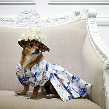 Blessing Babies Japan 【Balloon Angel】