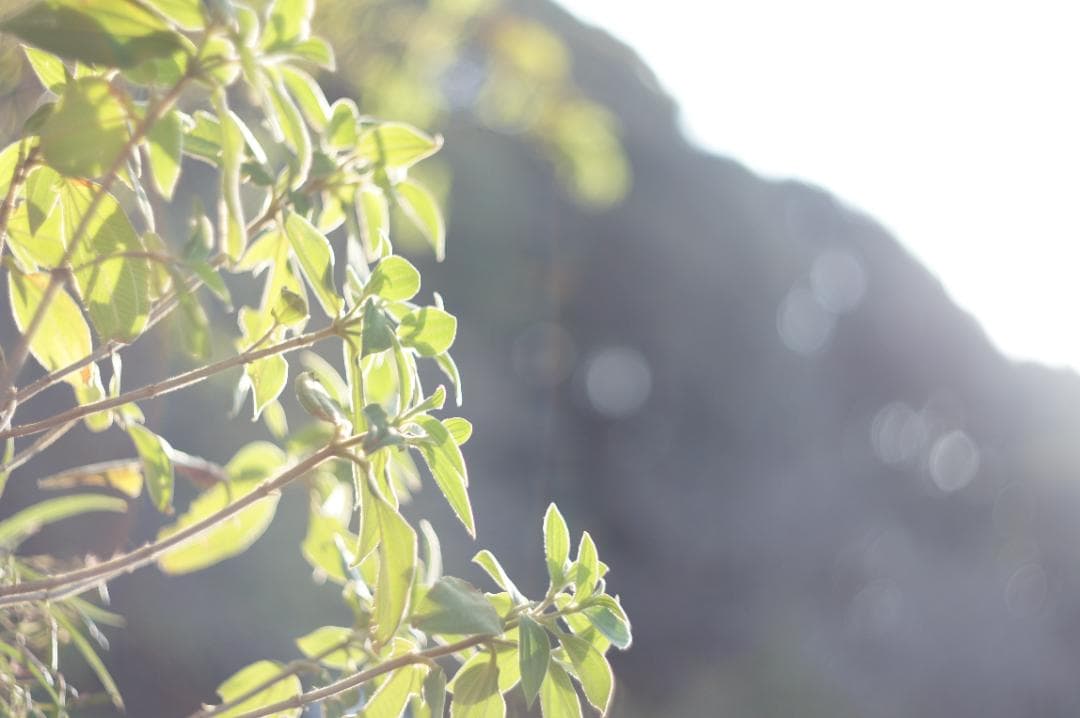 【富岡光学 ヤシカ】 Auto Yashinon DS 50mm F1.9