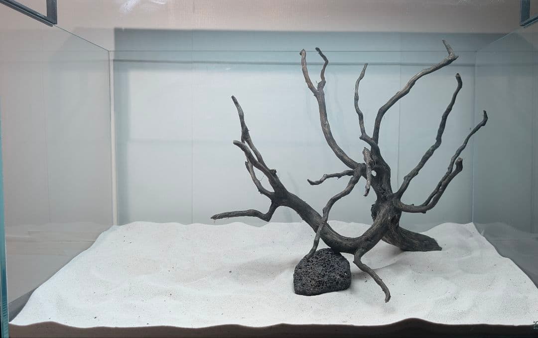 ブラックスマトラブランチ【BSB118】アクアリウム まとめ買い対応可 水槽