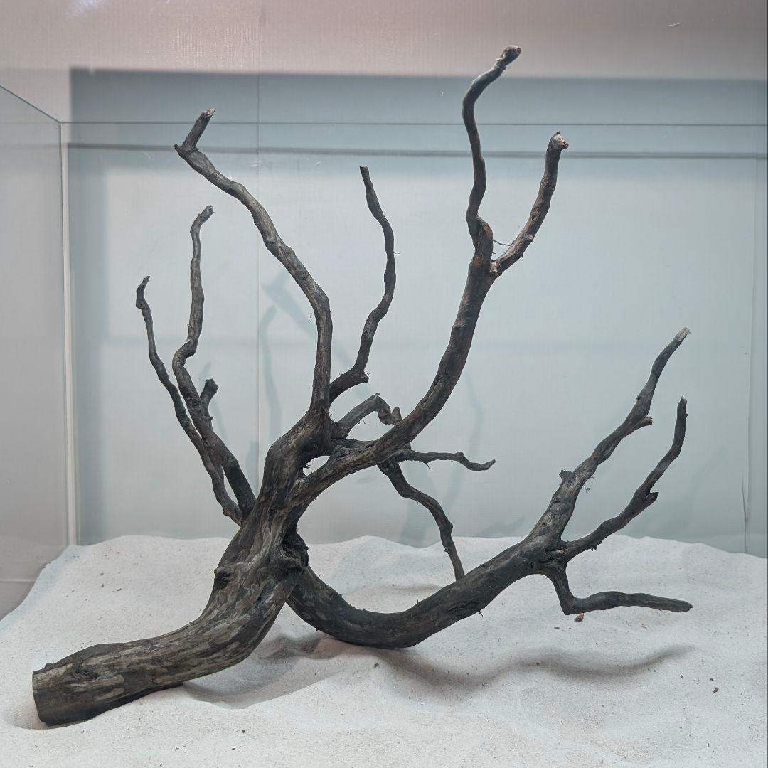 ブラックスマトラブランチ【BSB118】アクアリウム まとめ買い対応可 水槽