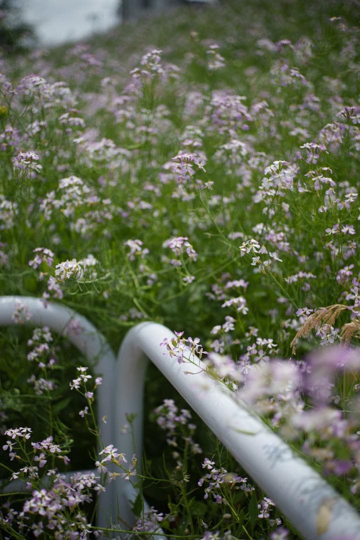 LIC様！銘玉の完成形！Leica SUMMICRON 50mm F2 3rd