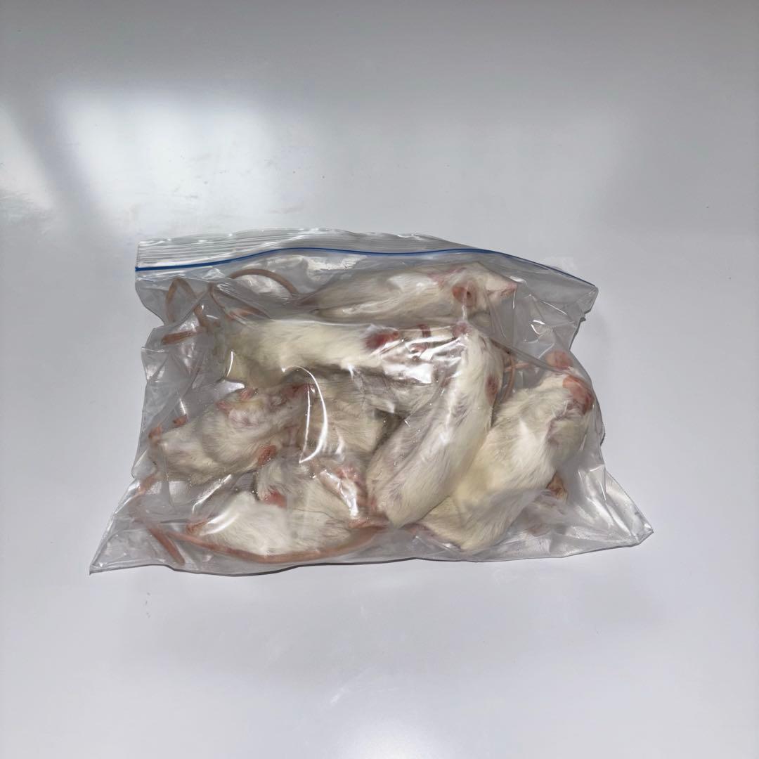 冷凍マウス ピンクS 100 ホッパー50 アダルトL50 送料込み　砂糖