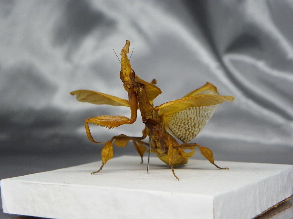 ゴーストマンティス／ペア　立体標本