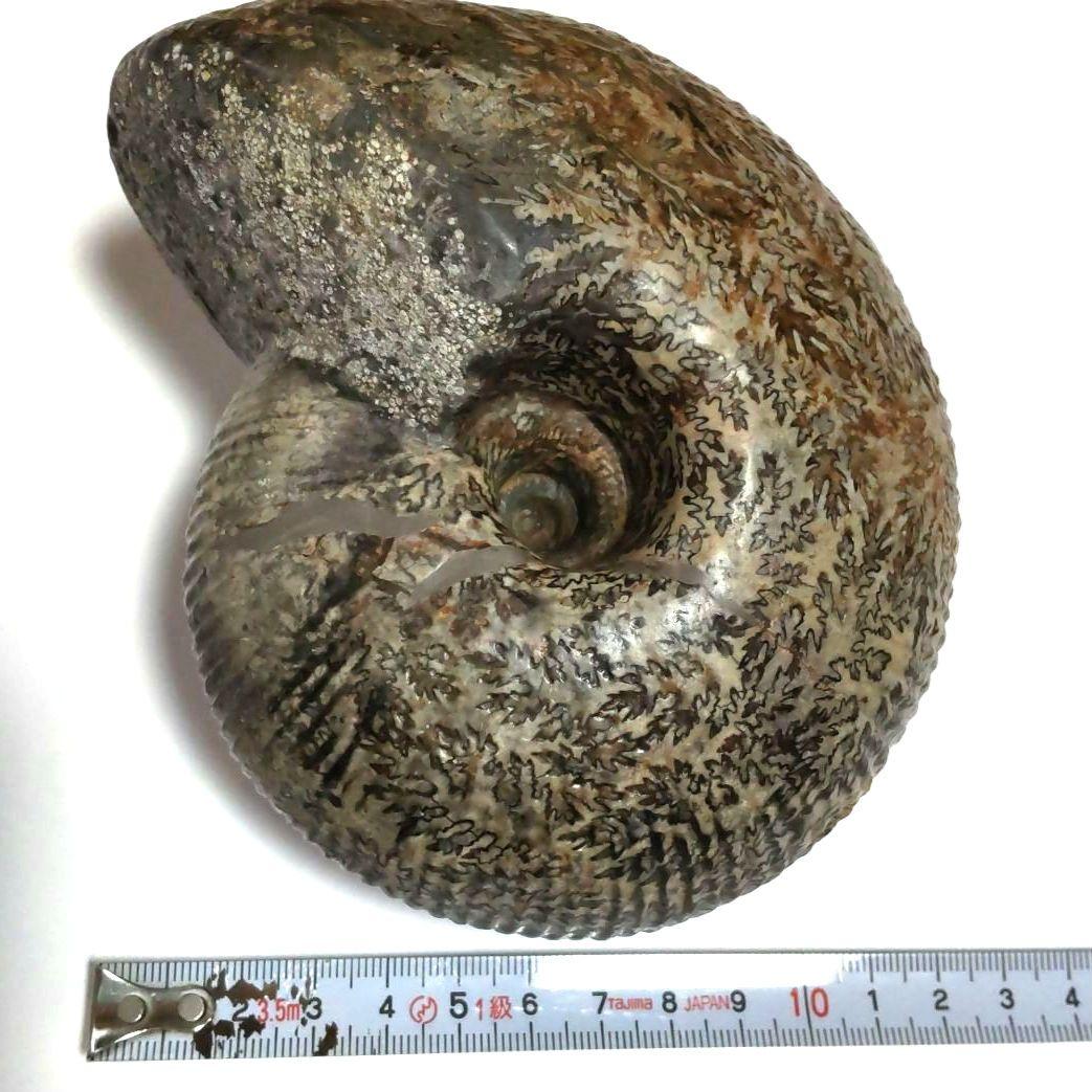 アンモナイト化石　シダ模様　大型約14cm　美品