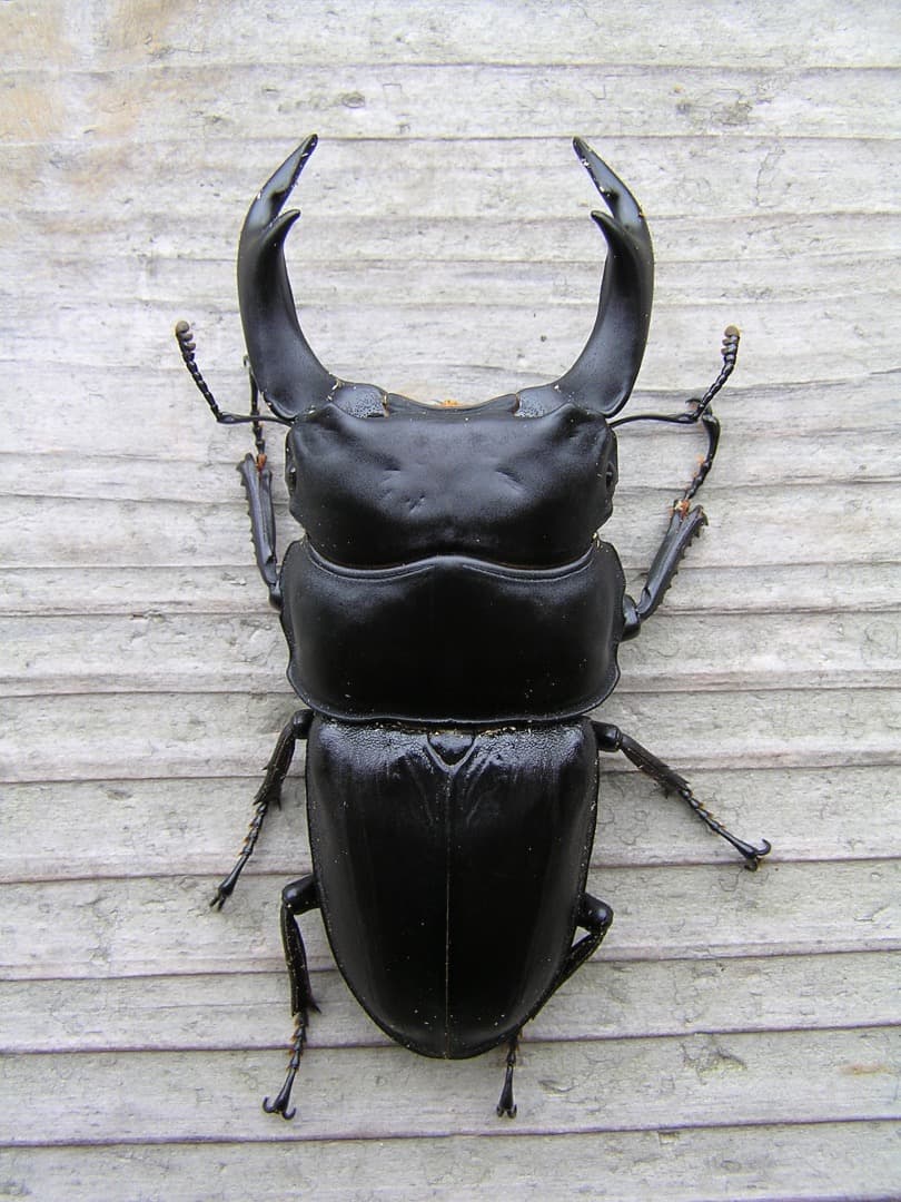 高性能・高品質　BREED菌糸ブロック　3500cc　10個