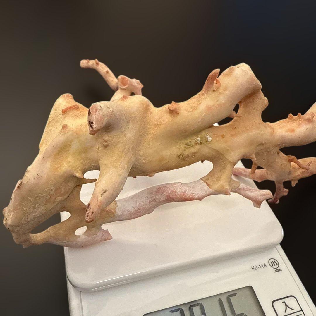 珊瑚　原木　桃色　コーラルピンク系