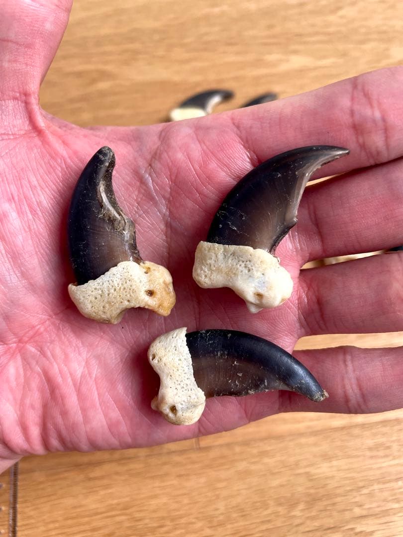 熊爪　ベアクロー　10個セット　標本　キムンカムイ　北海道