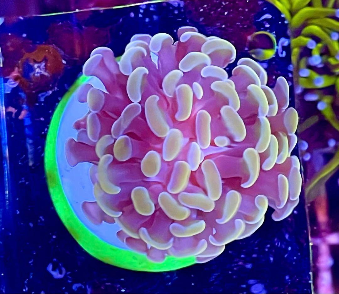 ディスクコーラル+ハナグーリン&ゴールドセット