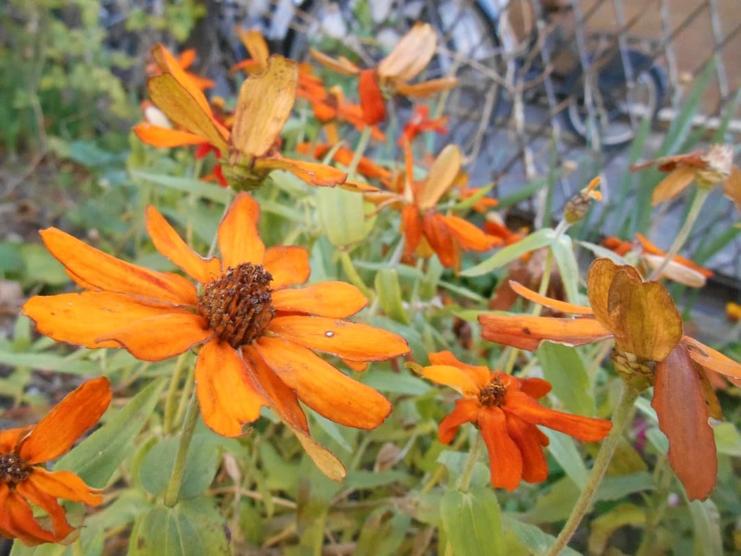 実写美⭕️良品【動作確認済】Nikon COOLPIX S3500 ピンク