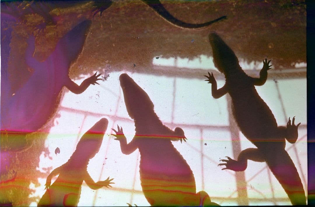 【美品】FUJI 6x9 Pro GW690III 90mm F3.5作例付