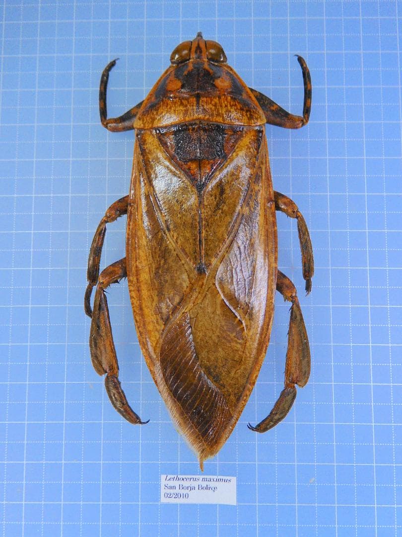 ボリビア産　ナンベイオオタガメ　113mm(口から給水官)