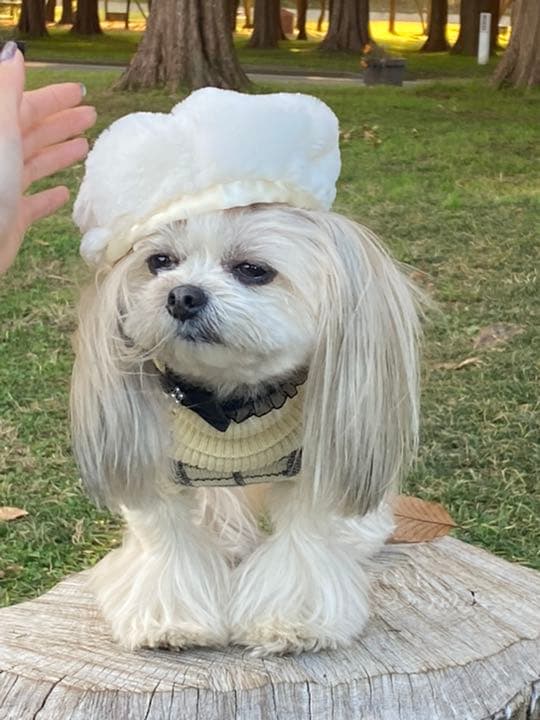 ⭕️ペット・ぬいぐるみ・人形帽子