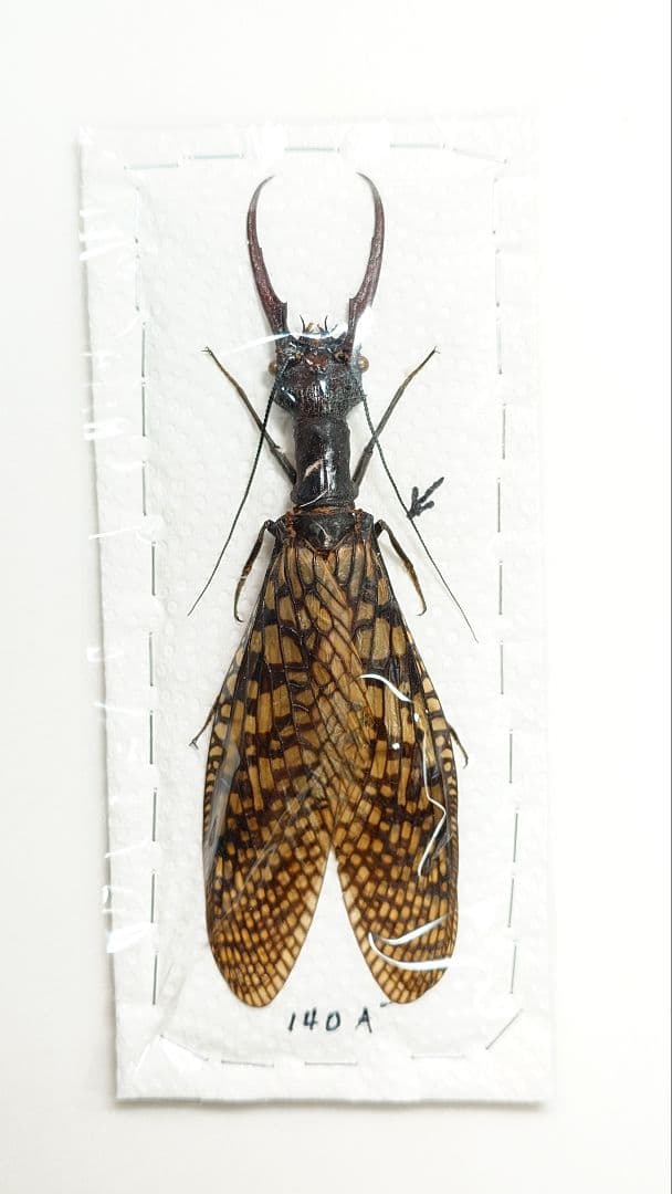 巨大!ヘビトンボ標本　14cm級―①