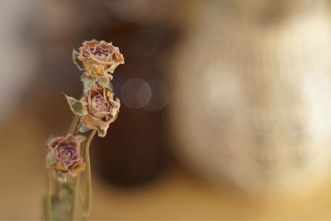 【光学美品】PENTAX Super Takumar 55mm f1.8