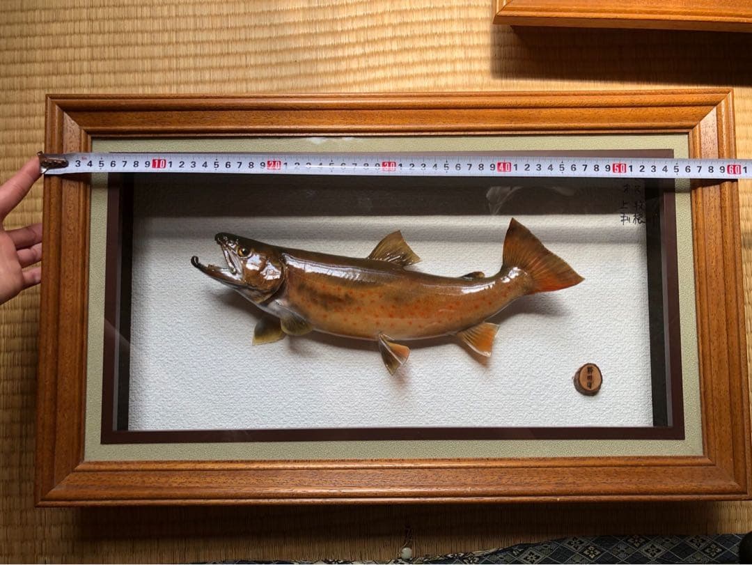 イワナの標本 剥製　木製フレーム 約30cm
