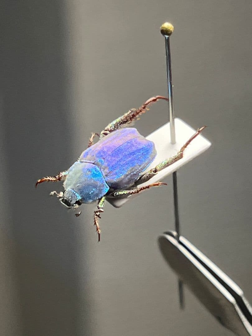 【9mm】シンジュアシナガコガネ 標本 ブルースカラベ プラチナコガネ カナブン