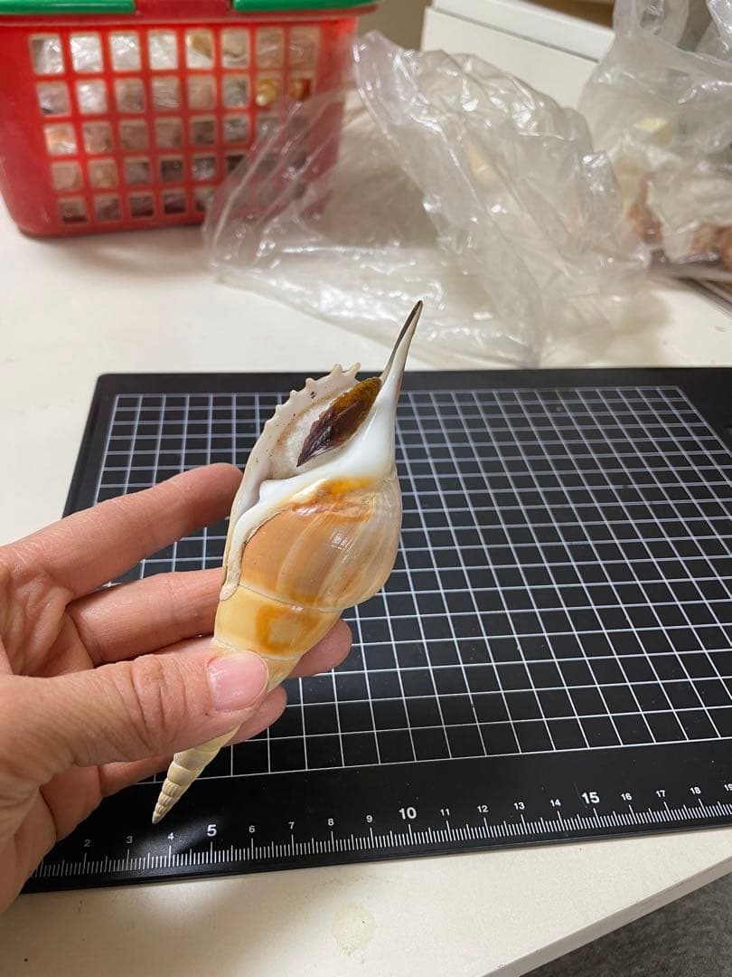 エビスガイ　貝殻　標本