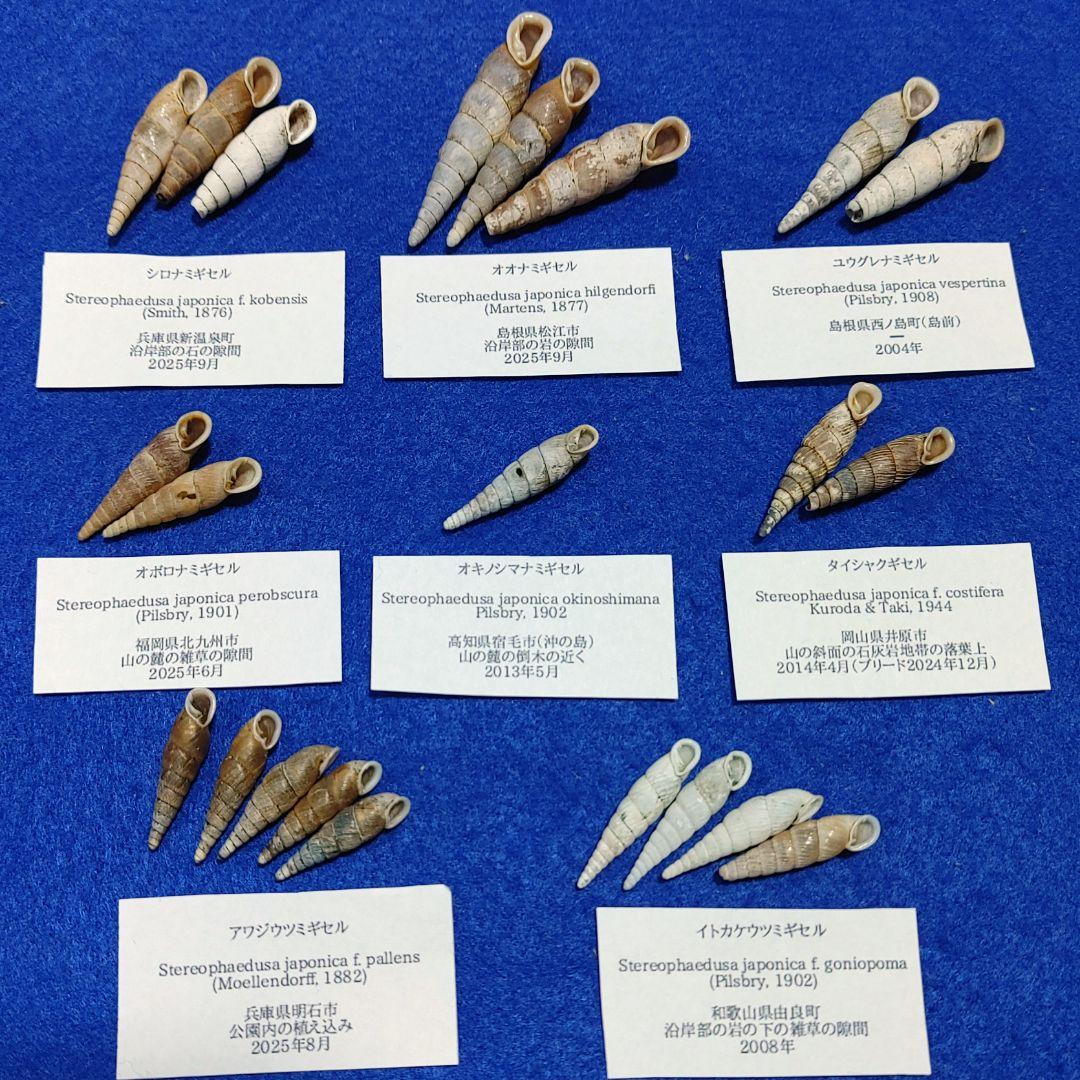 ナミギセル　カタツムリ　マイマイ　貝殻　標本