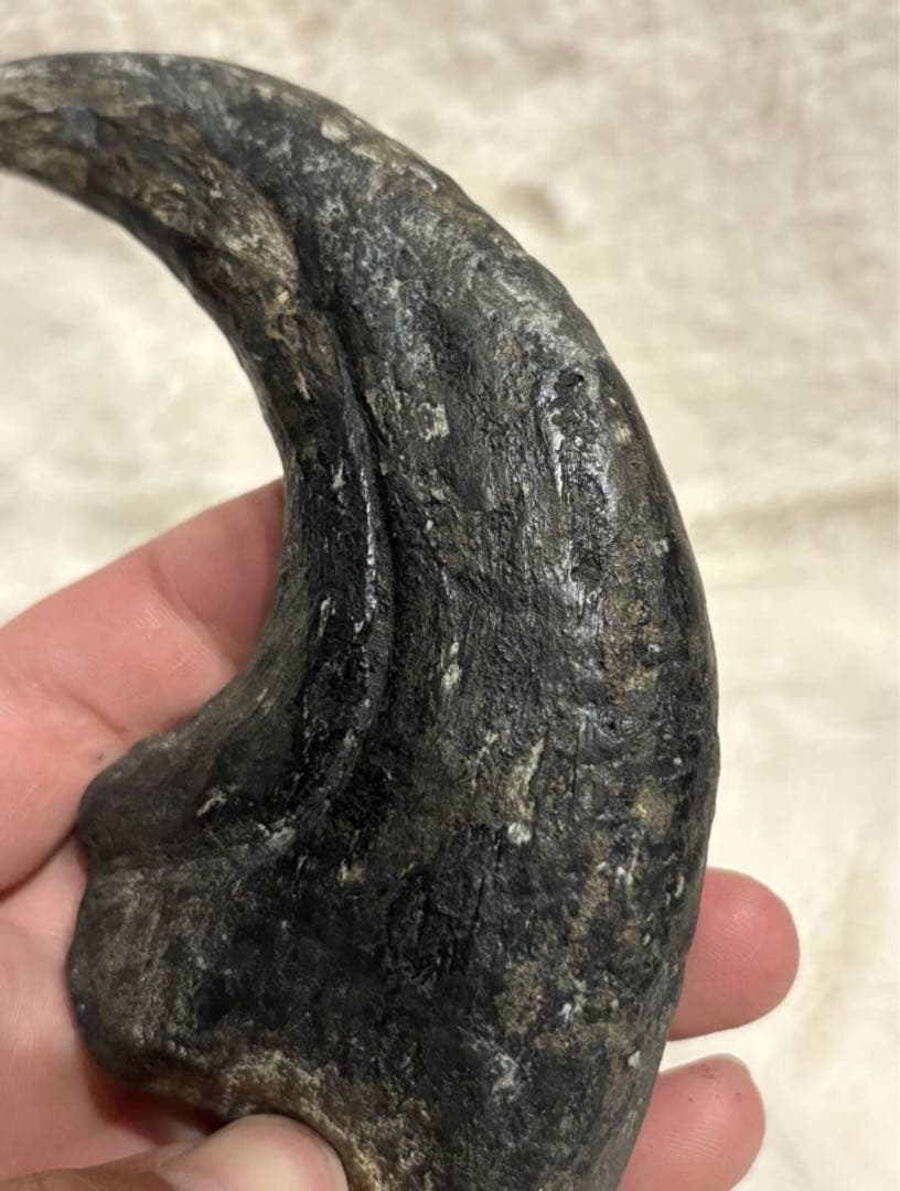 アフロベナトル　爪　化石　恐竜　/ティラノサウルス、スピノサウルス