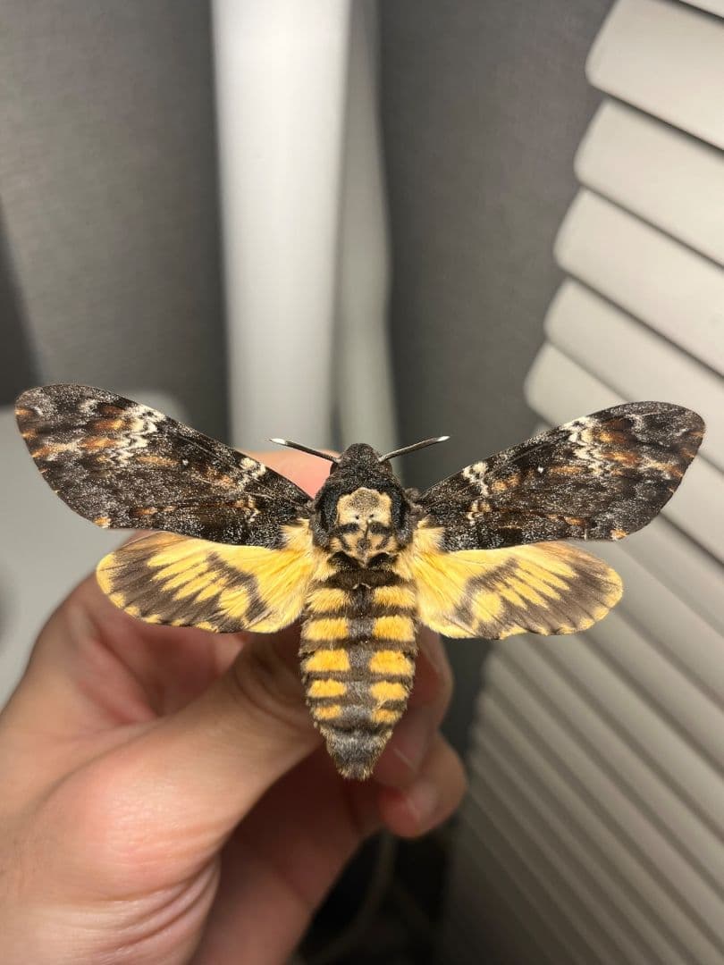 【完璧髑髏】 メンガタスズメ 羊たちの沈黙 標本 蛾 オオミズアオ 蝶