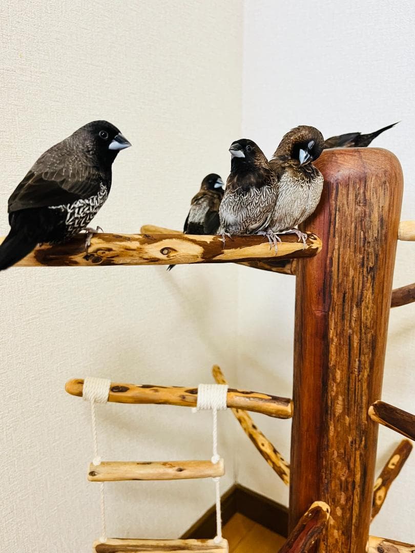 【中型鳥】ブランコ＆はしご付バードアスレチック♬