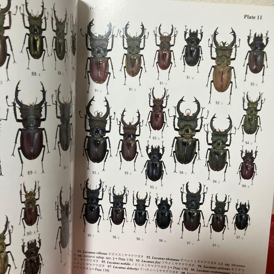 だ*ノ様 世界のクワガタムシ大図鑑