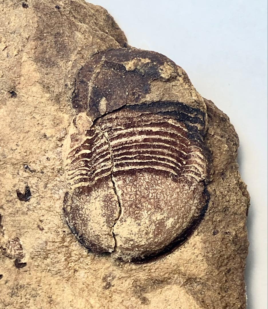 三葉虫　化石　Meitanillaenus