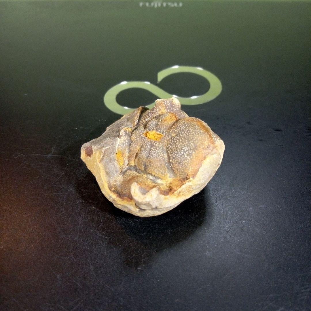 三葉虫　化石　fossil　海　ボリビア産　trilobite　ボリビア化石郡⑦