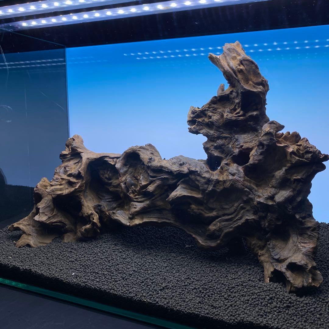 MRW-6570 特大自立赤系天然流木　1点物　流木　アクアリウム